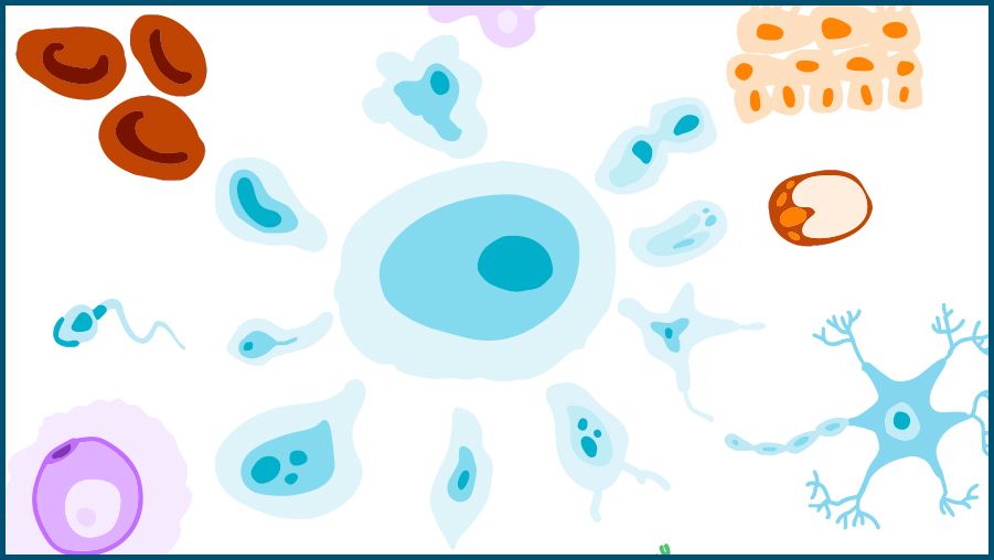 Illustration of various human cell types arranged around a central large blue cell. The cells include red blood cells, nerve cells, epithelial cells, immune cells, and other specialized cell shapes in different colors such as blue, red, orange, green, and purple