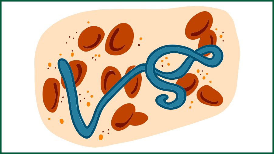 Illustration showing a blue, thread-like virus among multiple red blood cells on a beige background. The design represents the Ebola virus in a stylized, simplified form.