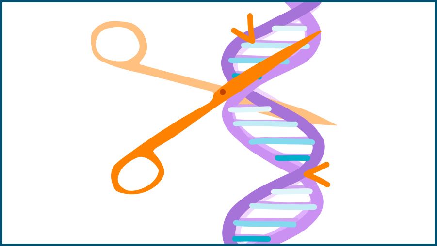 Illustration of a DNA double helix in purple with white and blue base pairs. An orange pair of scissors is shown cutting through the DNA strand, with orange arrows pointing to the cut sites, symbolizing genetic editing or gene modification.