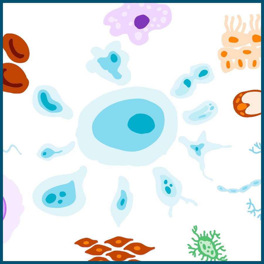 Illustration of various human cell types arranged around a central large blue cell. The cells include red blood cells, nerve cells, epithelial cells, immune cells, and other specialized cell shapes in different colors such as blue, red, orange, green, and purple 