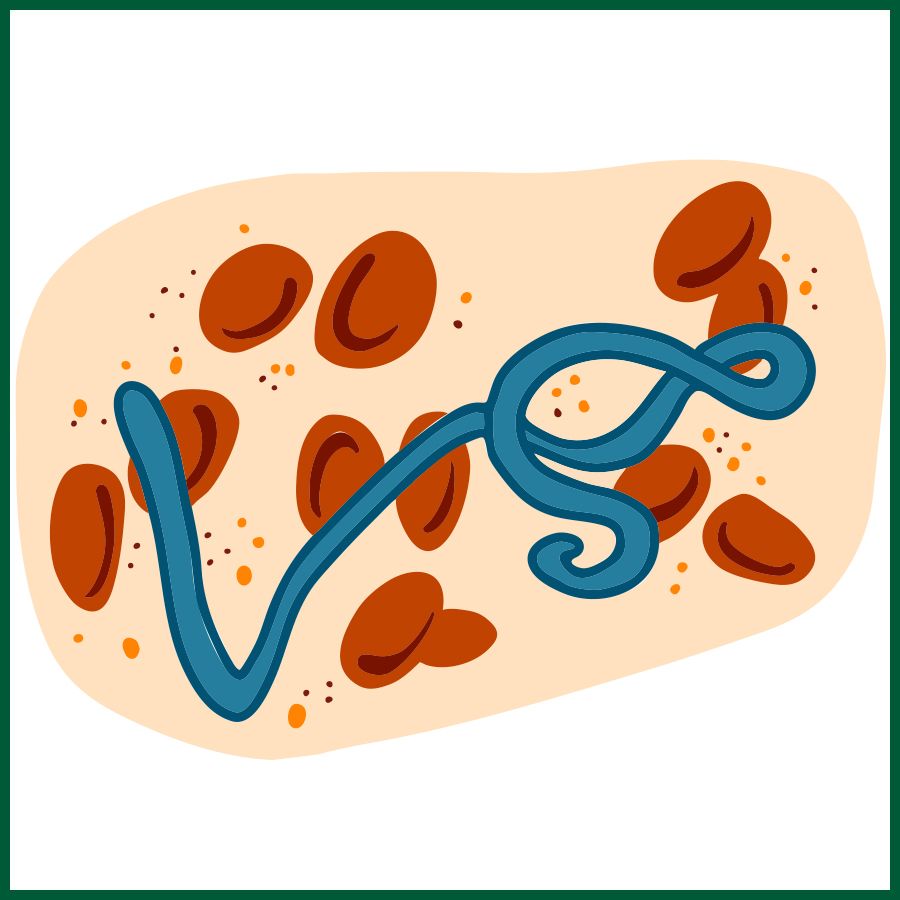 Illustration showing a blue, thread-like virus among multiple red blood cells on a beige background. The design represents the Ebola virus in a stylized, simplified form.