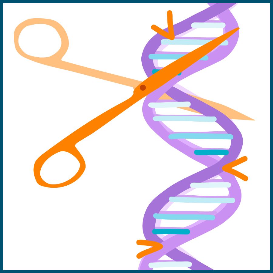 Illustration of a DNA double helix in purple with white and blue base pairs. An orange pair of scissors is shown cutting through the DNA strand, with orange arrows pointing to the cut sites, symbolizing genetic editing or gene modification.